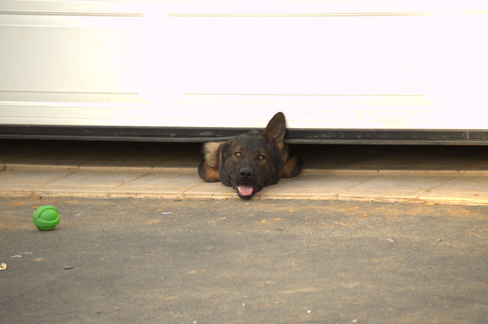3 Tips for Keeping Your Pets Safe around the Garage Door