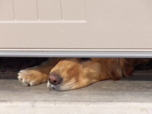 dog sticking his nose out from under broken garage door in need of garage door repair huntington beach